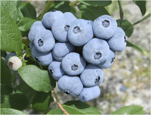 Talisman Blueberry