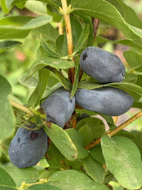 Blue Typhoon Honeyberry Haskap plant with sweet, high-yield, late-season berries, cold hardy for USDA zones 2-7