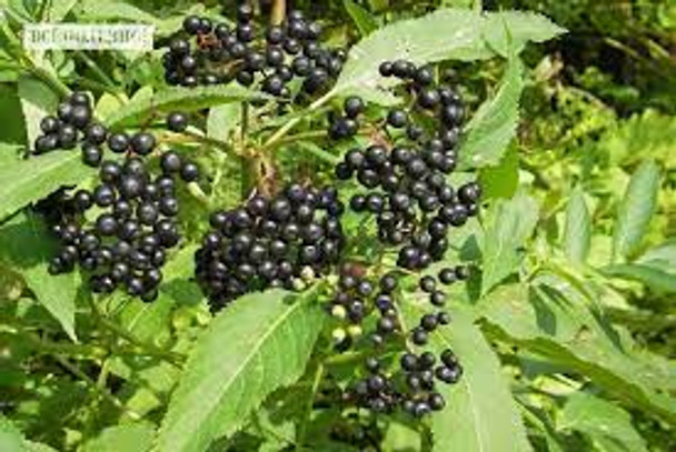 Adams Elderberry Plant