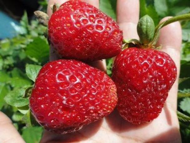 6- Unlabeled strawberries