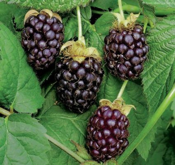 Boysenberry Hybrid Thornless plant in a 12cm nursery pot, displaying green trailing vines and developing large, dark purple berries  Zones 5-10