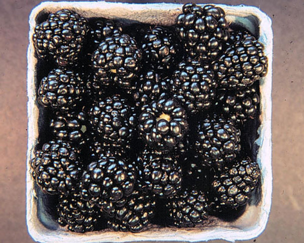 Arapaho Thornless Floricane Blackberry plant in a 12cm pot, showing its erect growth habit, green leaves, and clusters of dark purple, medium-sized berries Zones 5-9