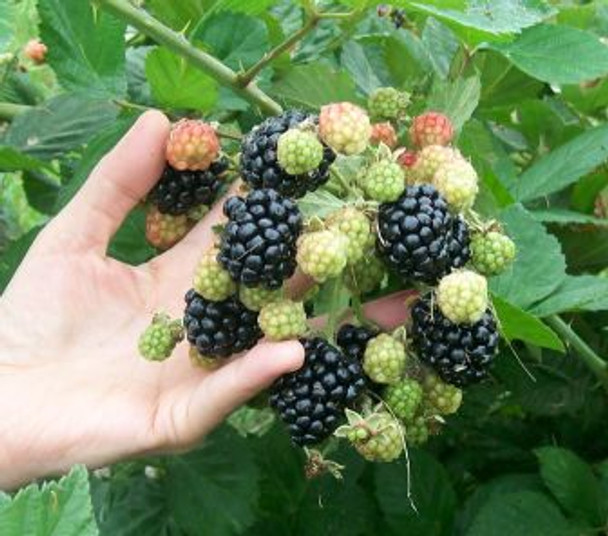 Image of a healthy 12cm tissue-cultured Prime Ark-45 Blackberry plant, featuring green leaves, thorny erect canes, and developing primocane fruit Zones 5-9