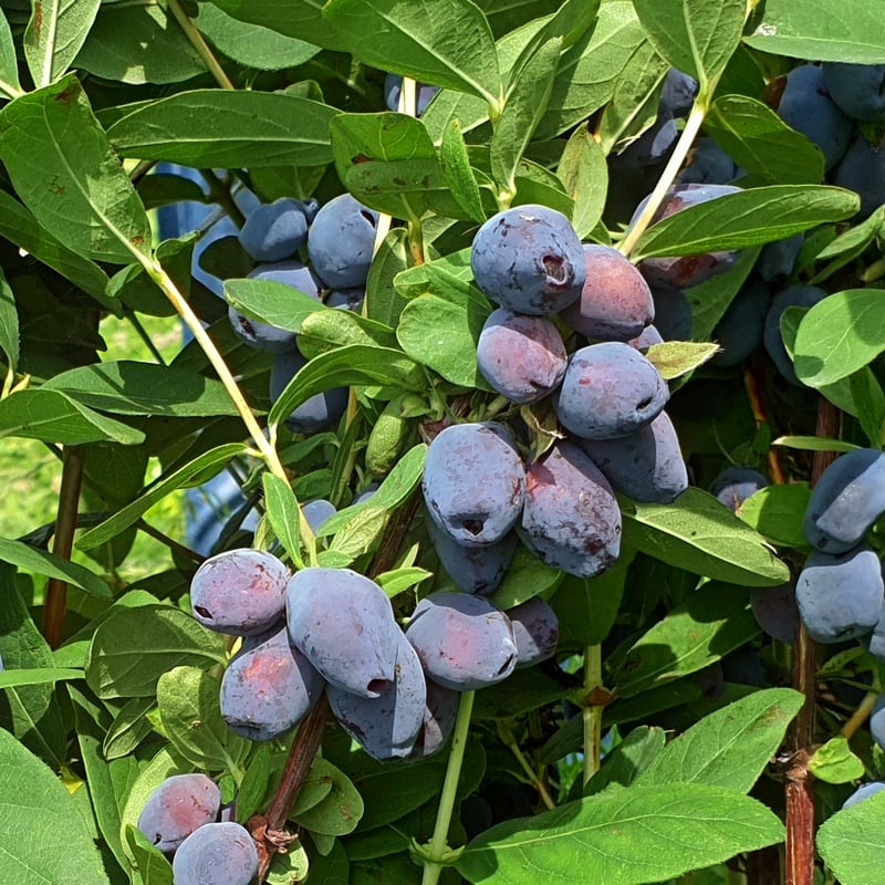 Growing Honeyberry Haskap Plants