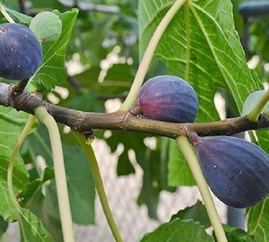 Violette de Bordeaux Fig - General Fruit Growing - Growing Fruit