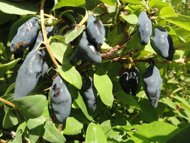 Blue Raspberry From Hyper Blue Banana Honeyberry Haskap Plant: Cold Hardy, Large, Sweet Berries