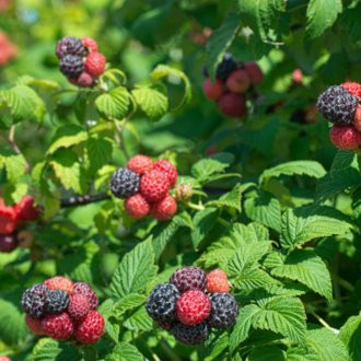 Tahi Black Raspberry