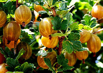 Champion & Pixwell Gooseberry Package - Berries Unlimited USA