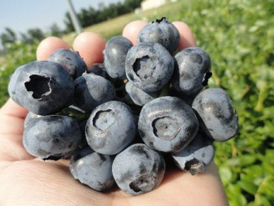Duke Blueberry Bush Early Harvest Cold Hardy