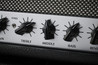 B Stock : Victory Deputy 25w Compact Sleeve Amp Head 005 - VIC-DEPUTY-H-victory-deputy-controls-2.jpg