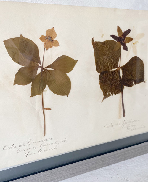 1885 Framed Herbarium Page -722-1