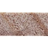Paulownia Wood Break Boards – 3/8” – 60 Pack
