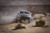 Additional image for 1993-2011 Ford Ranger To Gen 2 Raptor One Piece Conversion - Race Version Additional image for 1993-2011 Ford Ranger To Gen 2 Raptor One Piece Conversion - Race Version