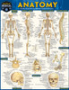 QuickStudy | Anatomy Laminated Study Guide