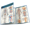 QuickStudy | Anatomy of the Circulatory System Laminated Study Guide