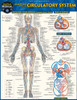 QuickStudy | Anatomy of the Circulatory System Laminated Study Guide