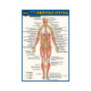 QuickStudy | Anatomy of The Nervous System Laminated Pocket Guide