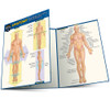 QuickStudy | Anatomy: Directions, Planes, Movements &  Regions Laminated Study Guide