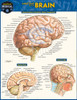 QuickStudy | Anatomy of the Brain Laminated Study Guide