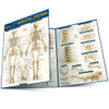 QuickStudy | Skeletal System Advanced Laminated Study Guide