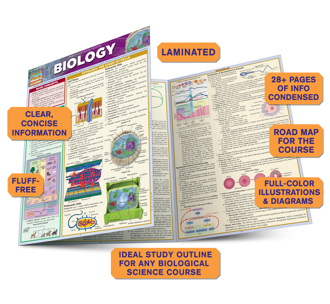 QuickStudy Biology Laminated Study Guide (9781423219538)