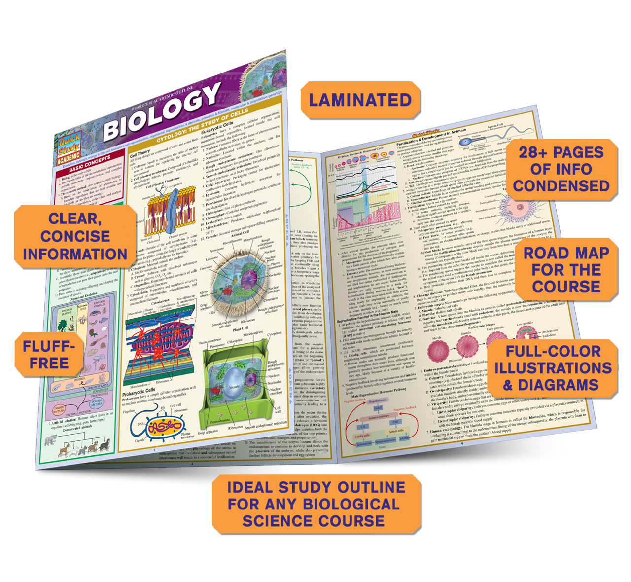 Multicellular Biology Guide - Laminated Biology Quick Reference Guide by  Permacharts
