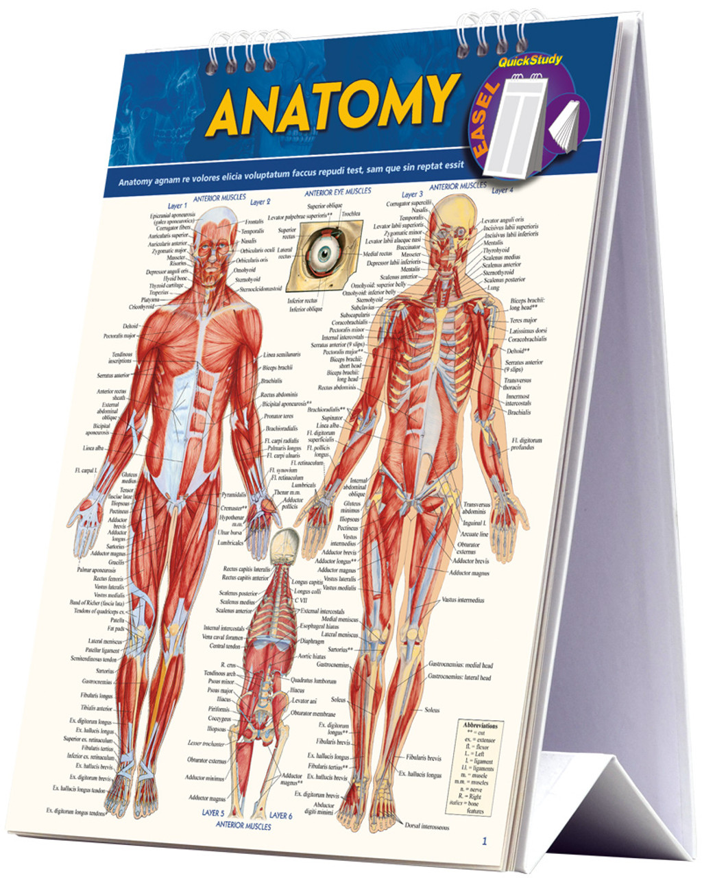 QuickStudy Anatomy Easel (9781423225836)