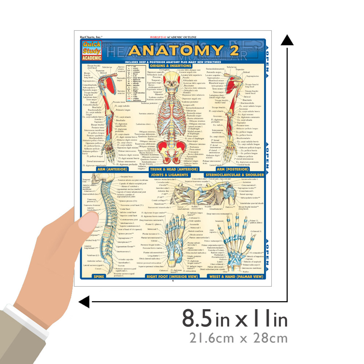 Anatomical Charts Archives - Praktis Partners