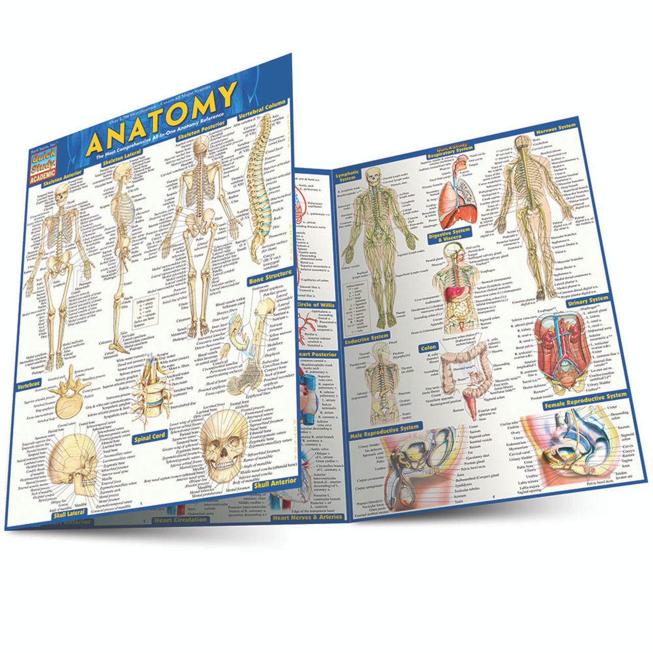 QuickStudy Anatomy Laminated Study Guide (9781423222781)