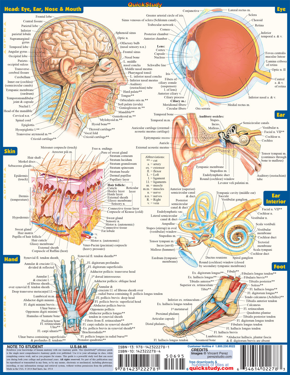 QuickStudy Anatomy Laminated Study Guide (9781423222781)