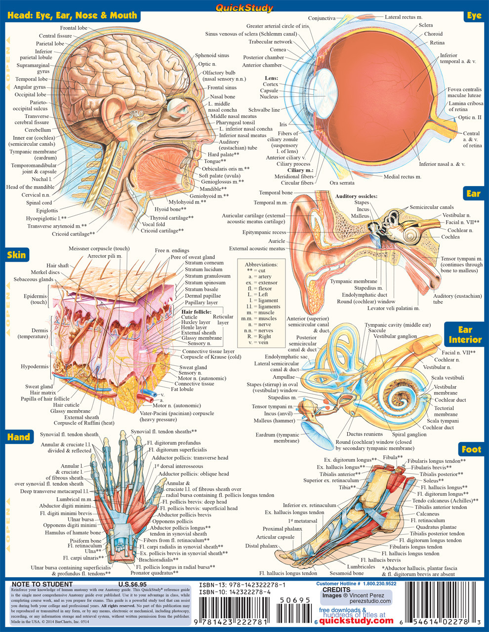 Textbook Brokers - MTSU: Anatomy QuickStudy Laminated Study Guide