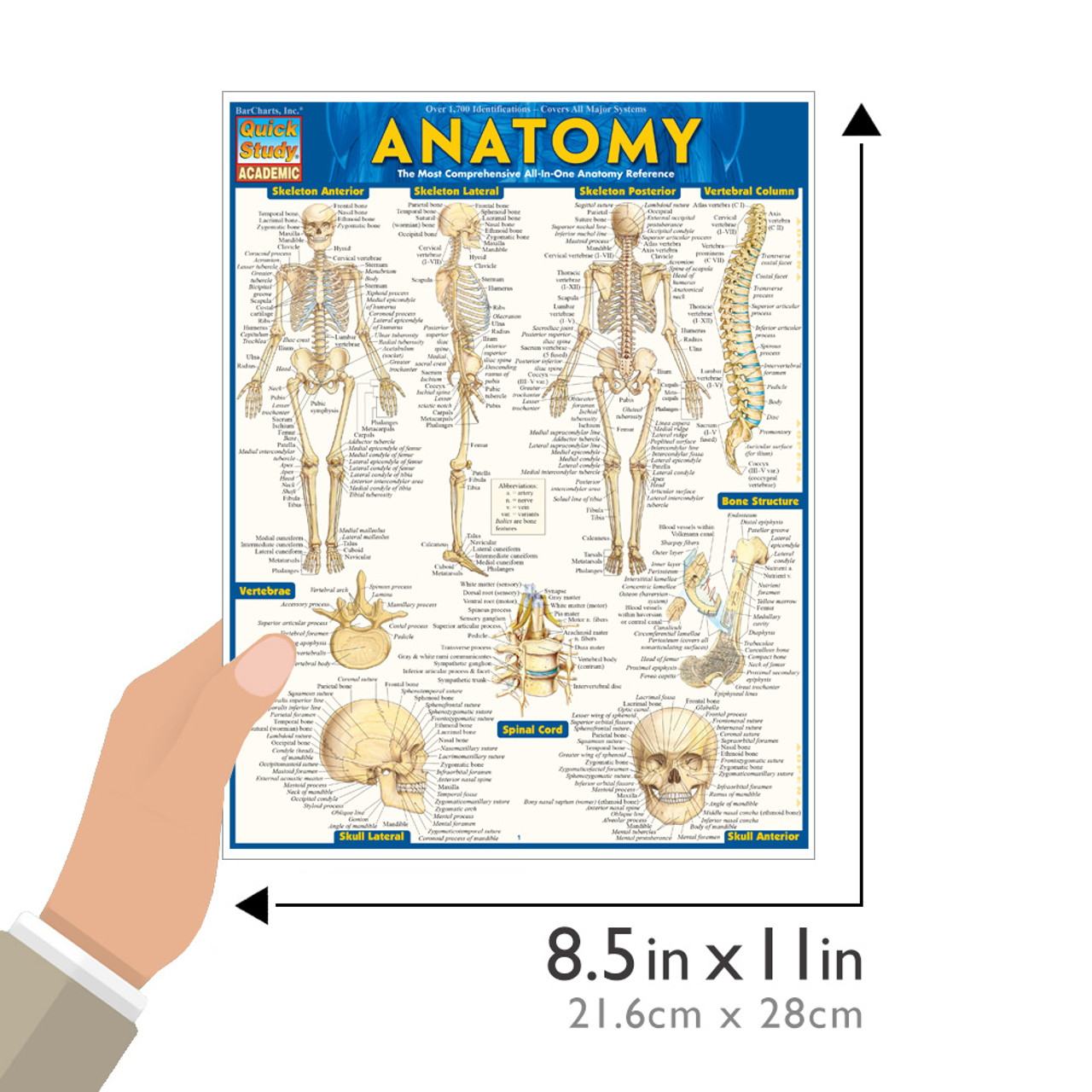 QuickStudy Anatomy Laminated Study Guide (9781423222781)