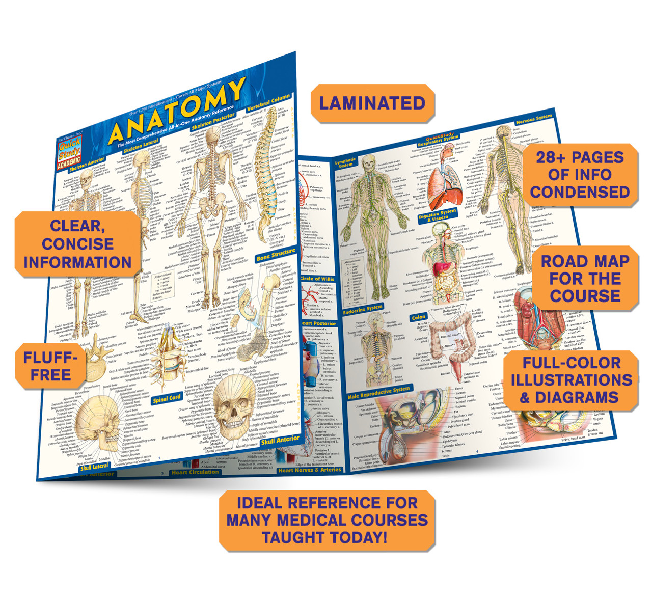 QuickStudy Anatomy Laminated Study Guide (9781423222781)