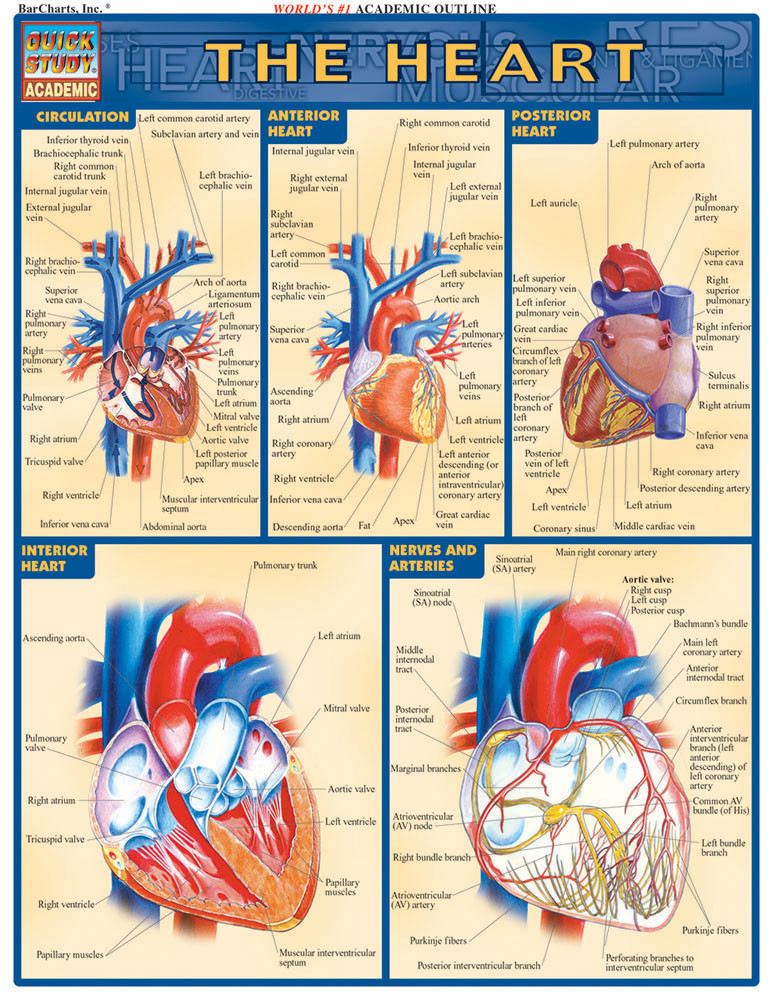 heartandartsページ QuickStudy | The Heart Laminated Study Guide (9781572225374)
