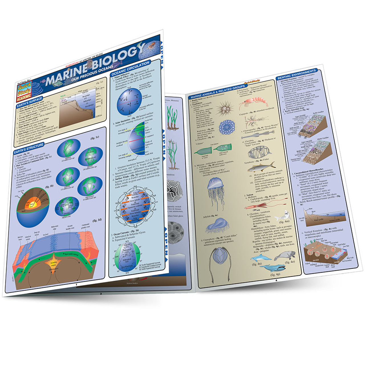 Biology; Tri-Fold Laminated Study & Reference Guide Bar Chart Quick study  Guide 9781423219538