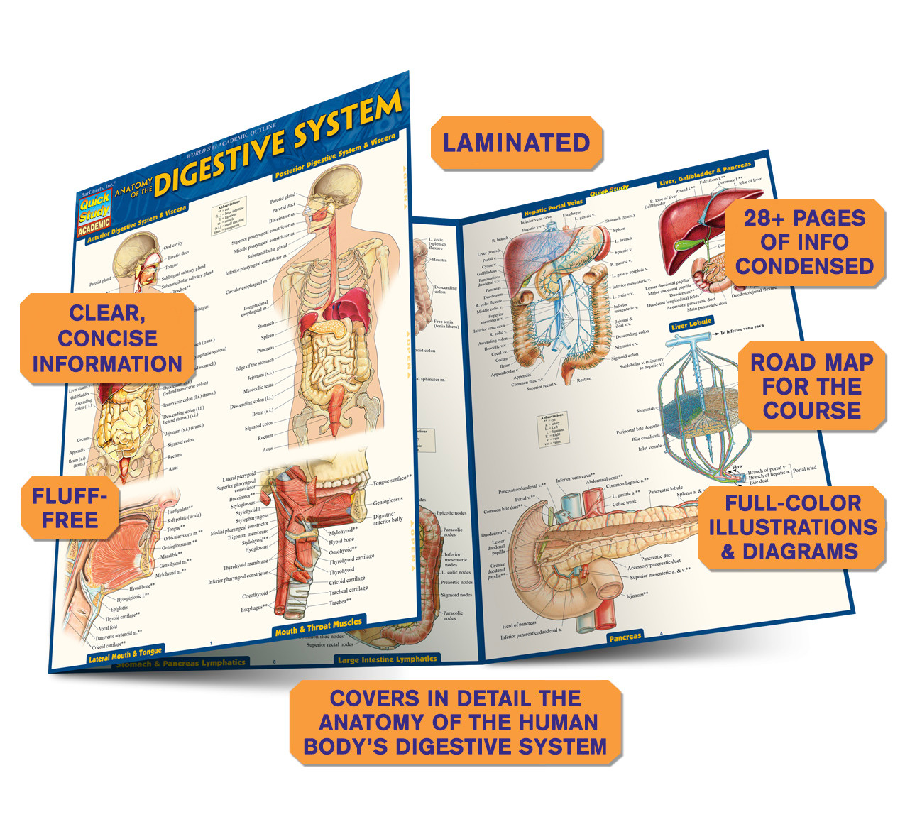 QuickStudy Anatomy of the Digestive System Laminated Study Guide