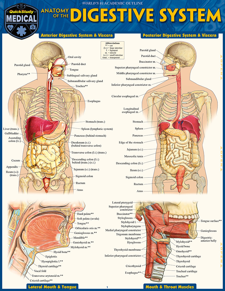 QuickStudy Anatomy of the Digestive System Laminated Study Guide