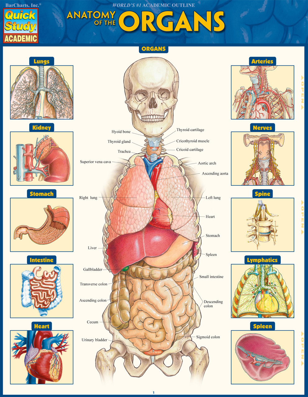 QuickStudy Anatomy of the Organs Laminated Study Guide (9781423234630)