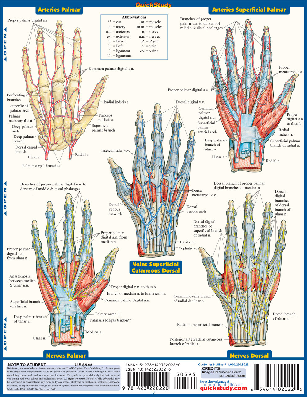 Textbook Brokers - MTSU: Anatomy QuickStudy Laminated Study Guide