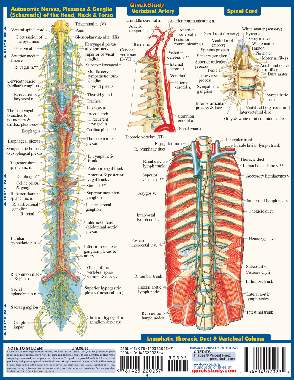 QuickStudy The Spine Laminated Study Guide (9781423220237)