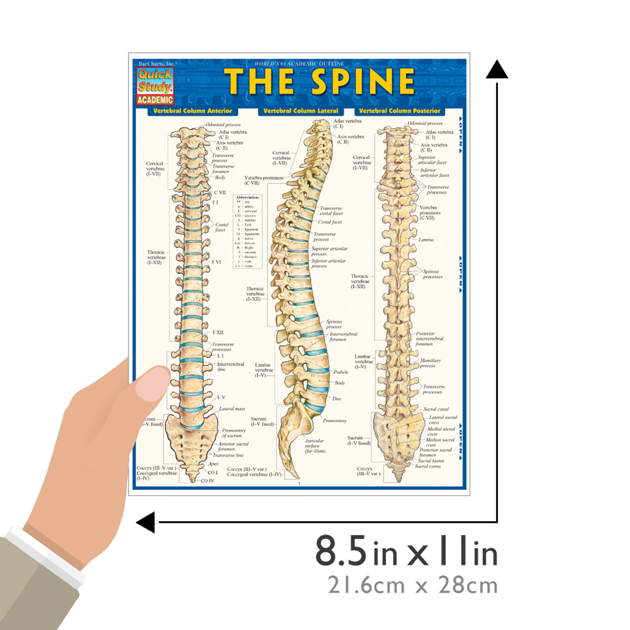 QuickStudy The Spine Laminated Study Guide (9781423220237)
