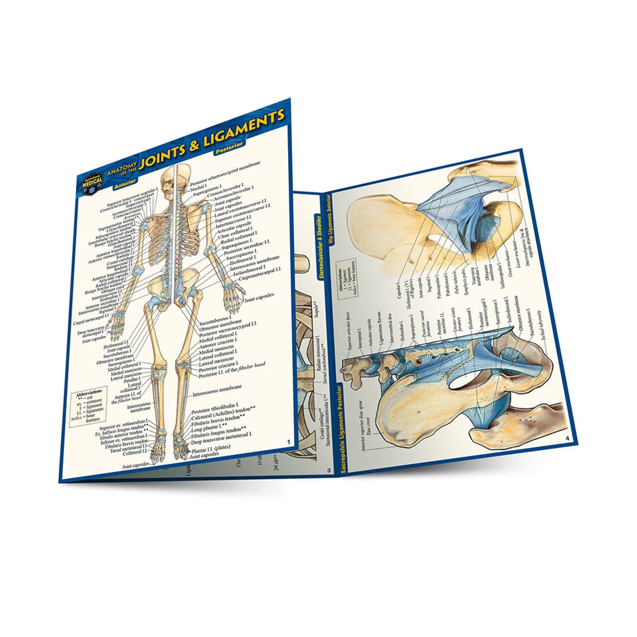 quickstudy-anatomy-laminated-4x6-pocket-guide