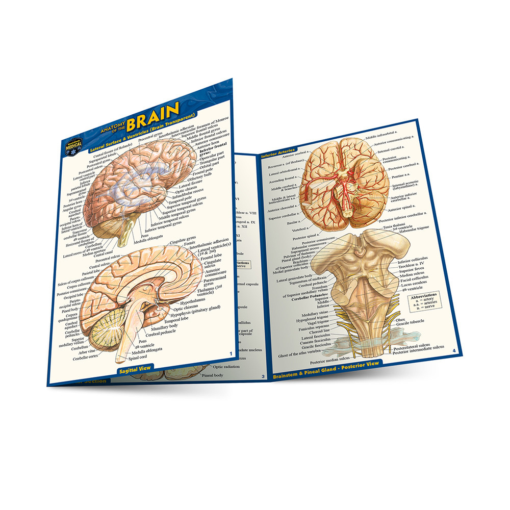 QuickStudy Anatomy of The Brain Laminated Pocket Guide (9781423242673)