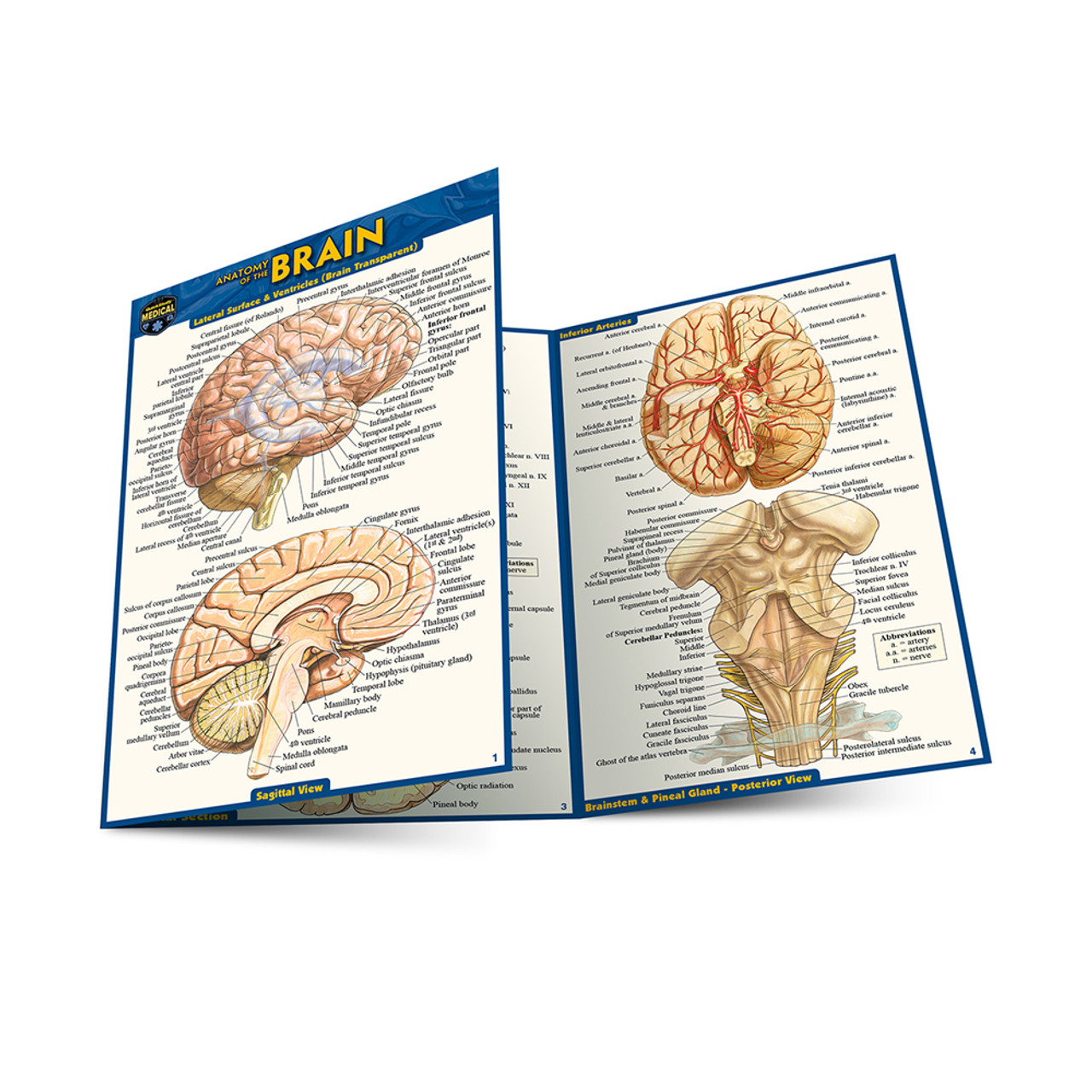 quickstudy-anatomy-laminated-4x6-pocket-guide