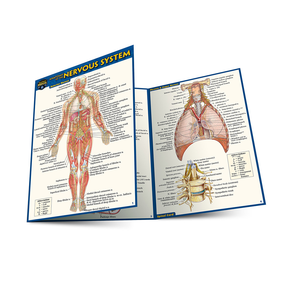 QuickStudy Anatomy of The Nervous System Laminated Pocket Guide
