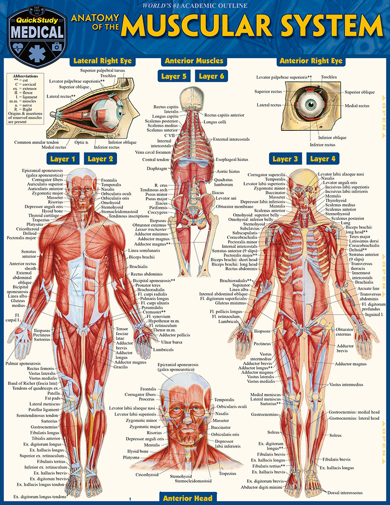 Anatomy And Physiology Muscles Practical Anatomy And Physiology Muscles Practical