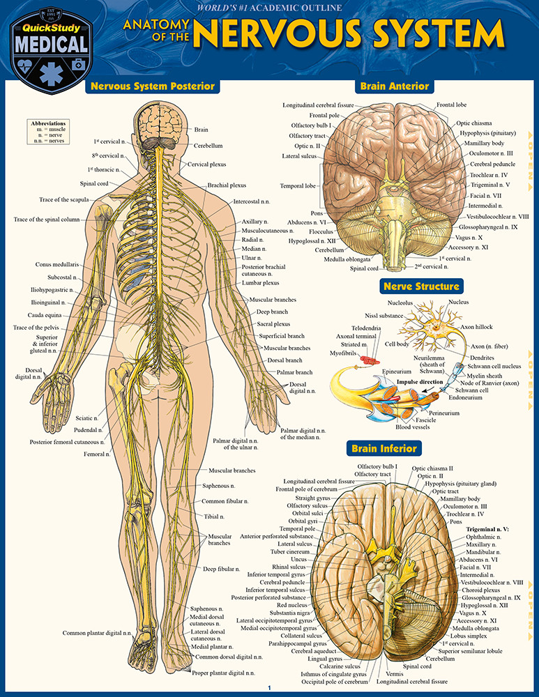 健康・医学 The Anatomy of the Nervous System Anatomy of the Nervous System