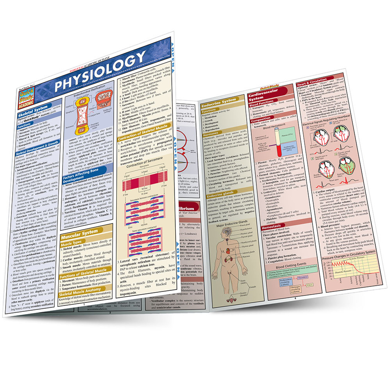 PHYSIOLOGY Quick Study Academic 生理学 Physiology QuickStudy Laminated Reference Guide (QuickStudy