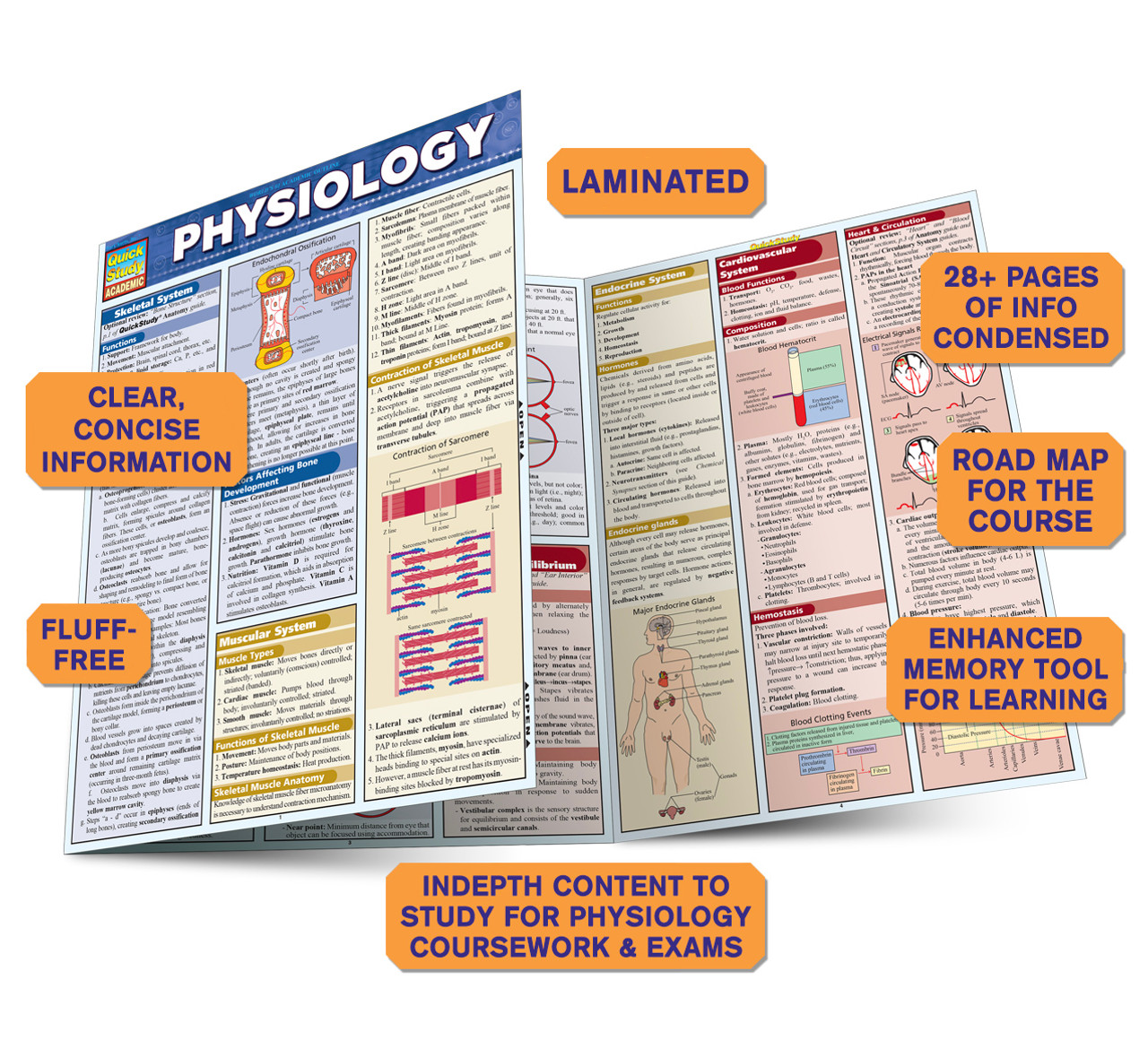 QuickStudy | Physiology Laminated Study Guide (9781572227910)