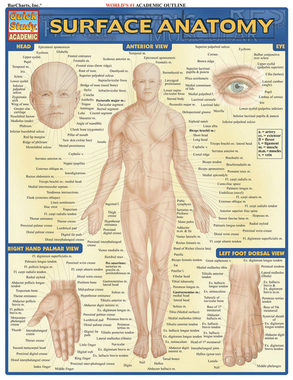 QuickStudy Surface Anatomy Laminated Study Guide (9781572228146)